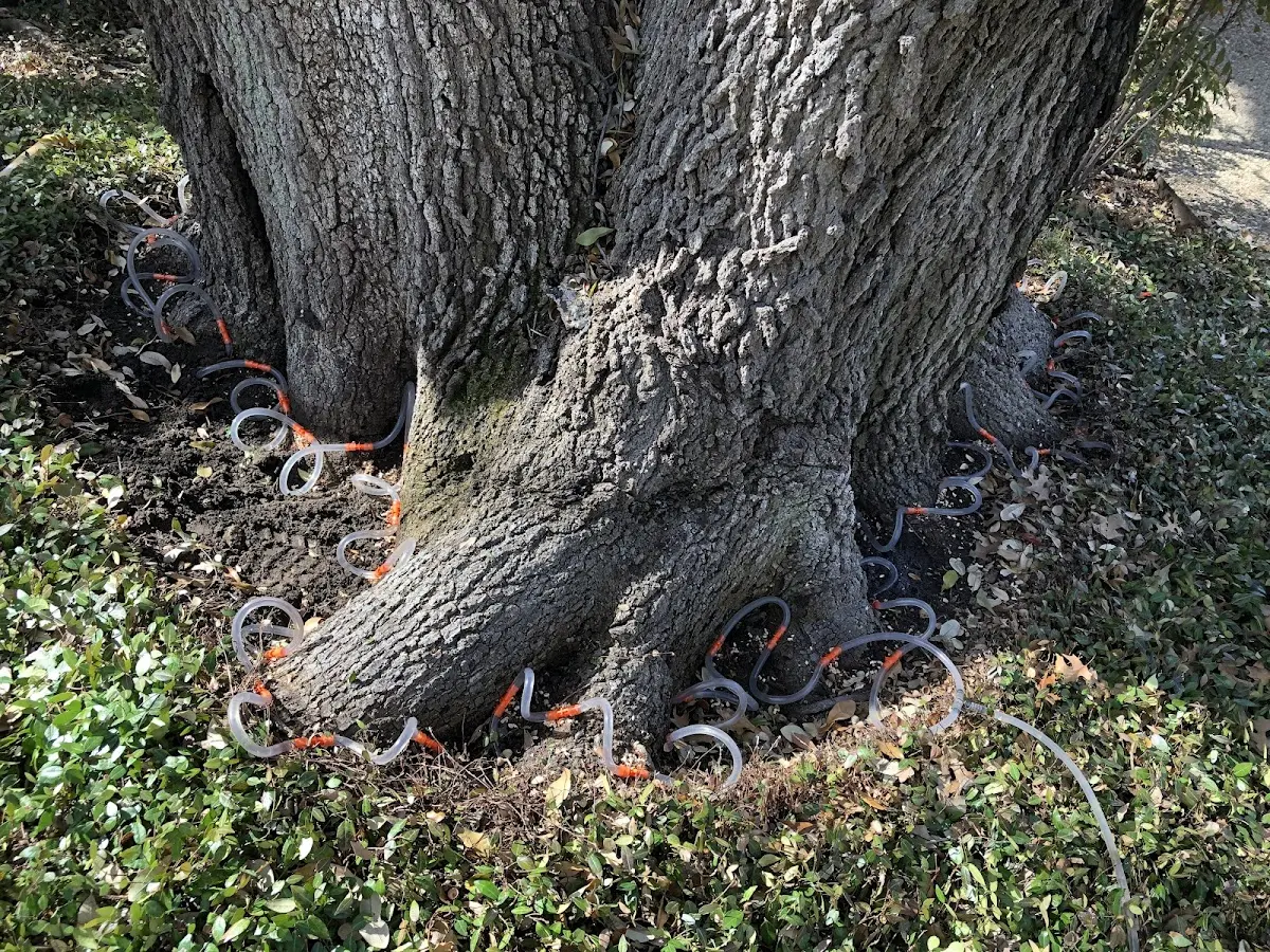 Detailed Tree Cabling and Bracing job site in Manlius