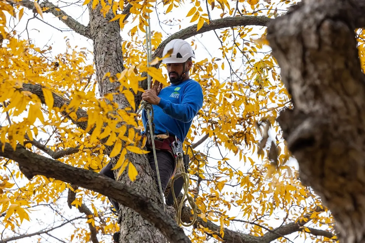 Skilled Tree Pruning crew working in Manlius